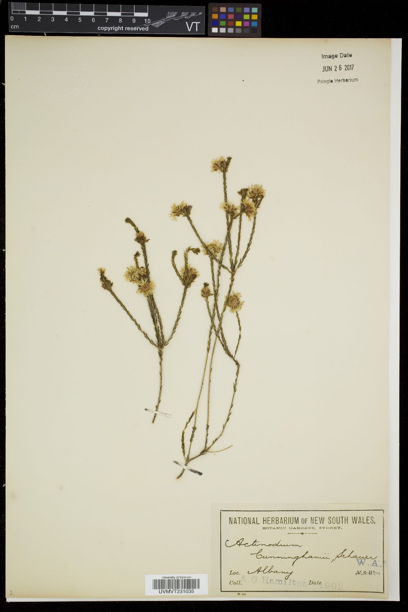Actinodium image