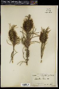Callistemon linearis image