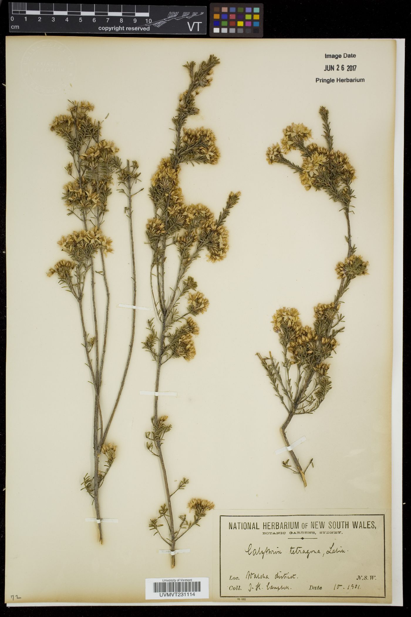 Calycothrix image