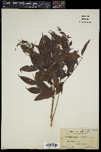 Decaspermum parviflorum subsp. parviflorum image