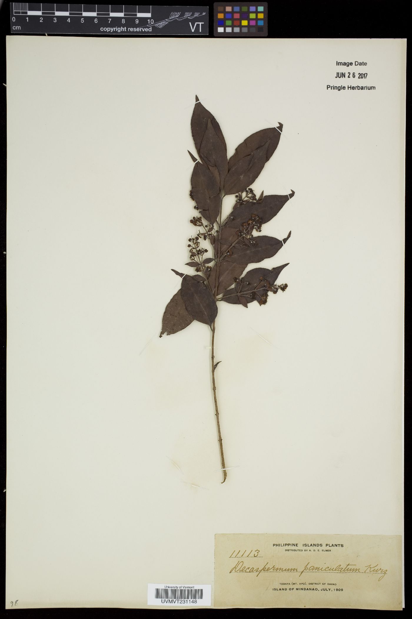 Decaspermum parviflorum subsp. parviflorum image