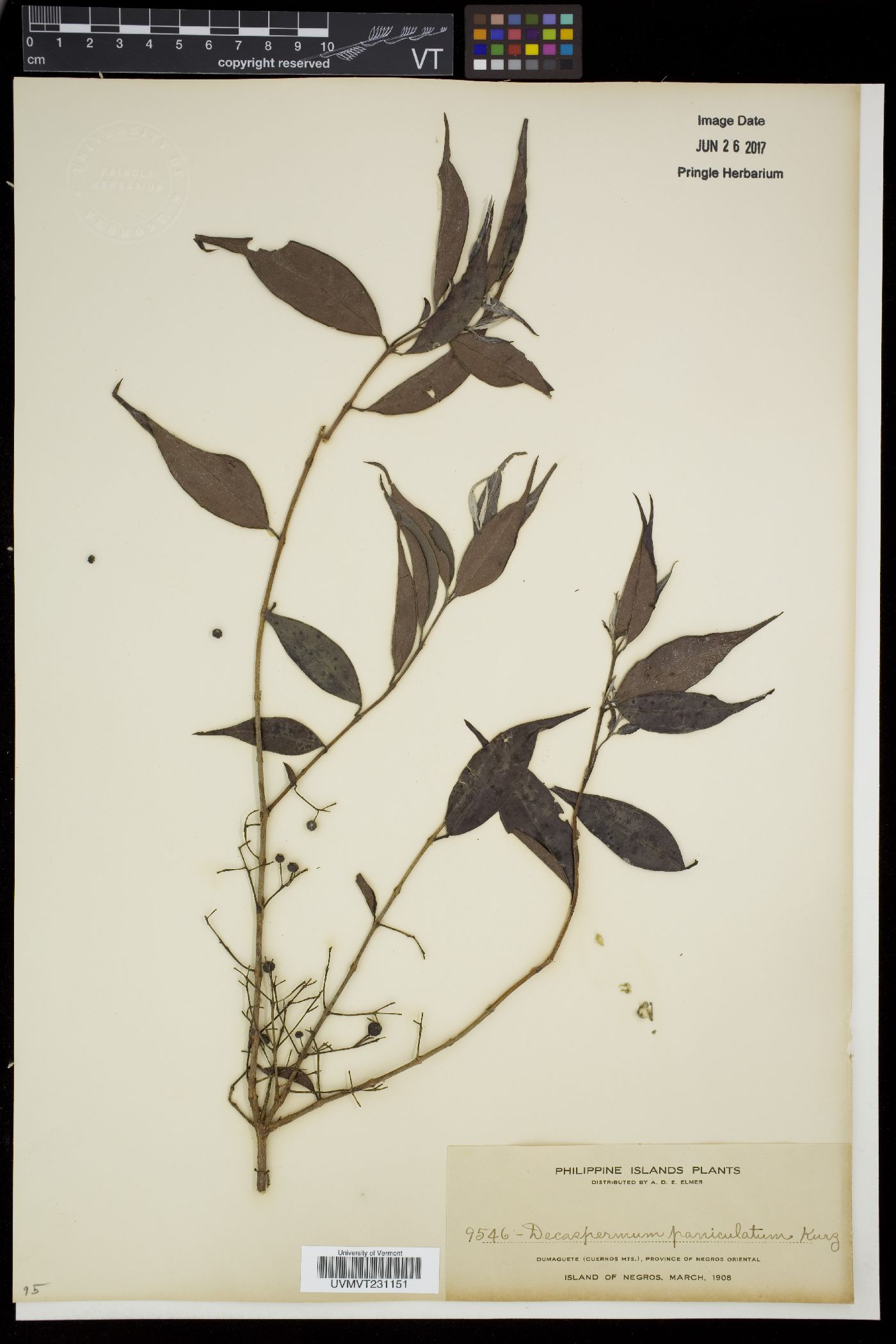 Decaspermum parviflorum subsp. parviflorum image