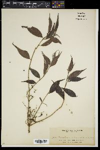 Decaspermum parviflorum subsp. parviflorum image