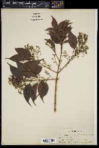 Decaspermum parviflorum subsp. parviflorum image
