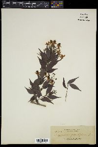 Decaspermum grandiflorum image