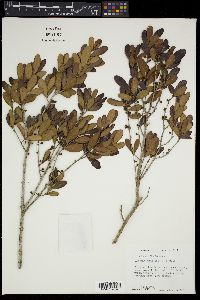 Eugenia foetida image