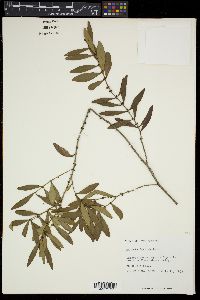 Eugenia foetida image