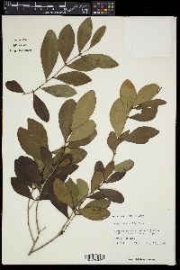 Eugenia foetida image