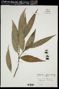 Syzygium jambos image