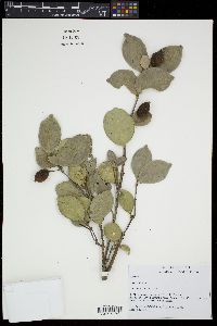 Eugenia stigmatosa image