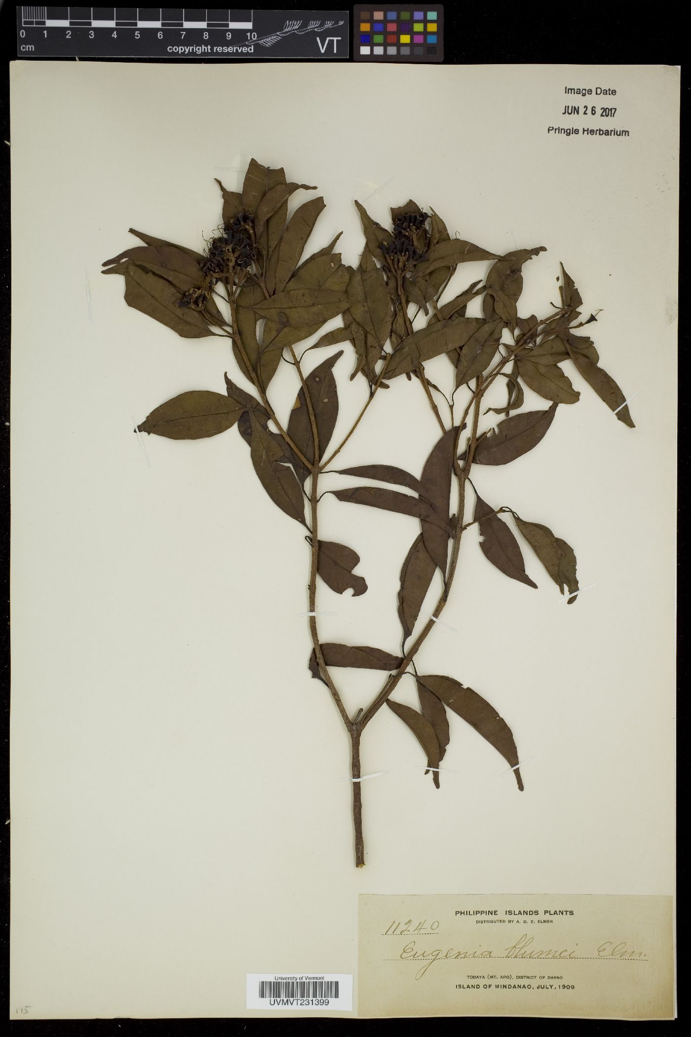 Syzygium blumei image