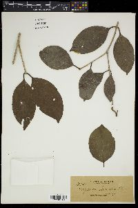 Syzygium globosum image