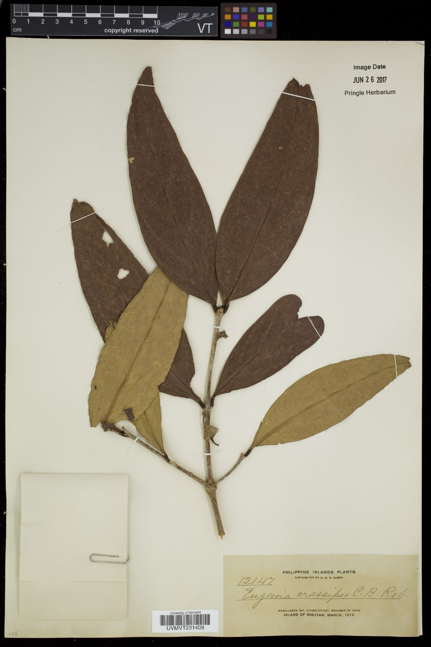 Syzygium crassipes image