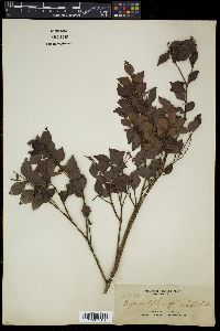 Image Associated With the Occurence