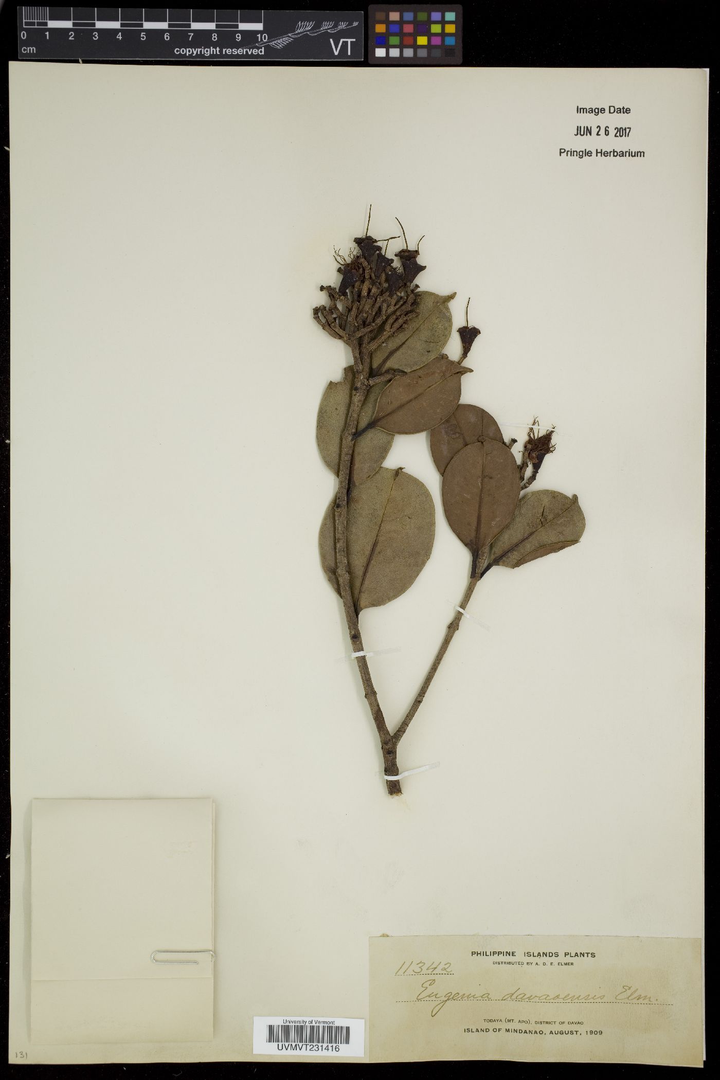Syzygium davaoense image