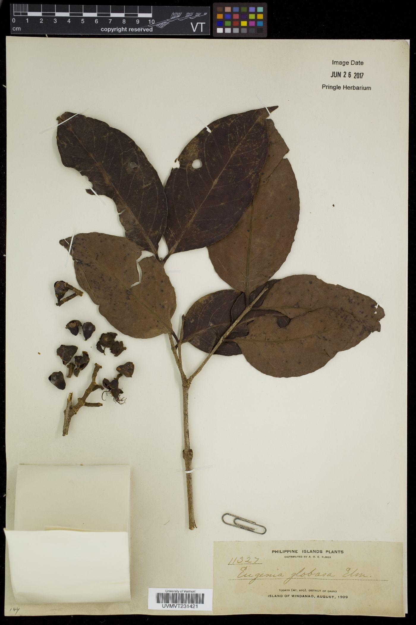 Syzygium globosum image