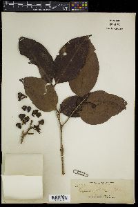 Syzygium globosum image