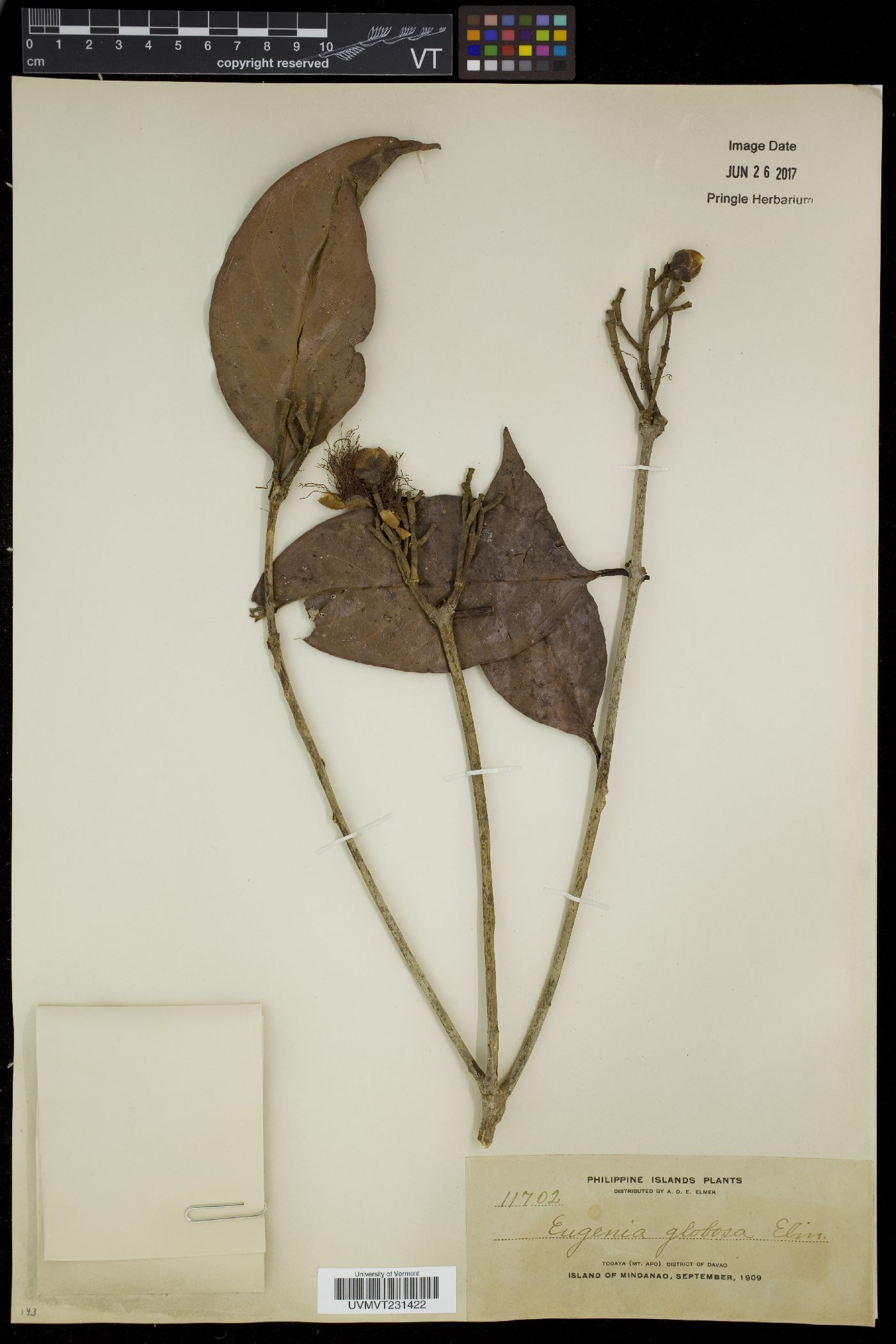 Syzygium globosum image