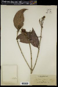 Syzygium globosum image