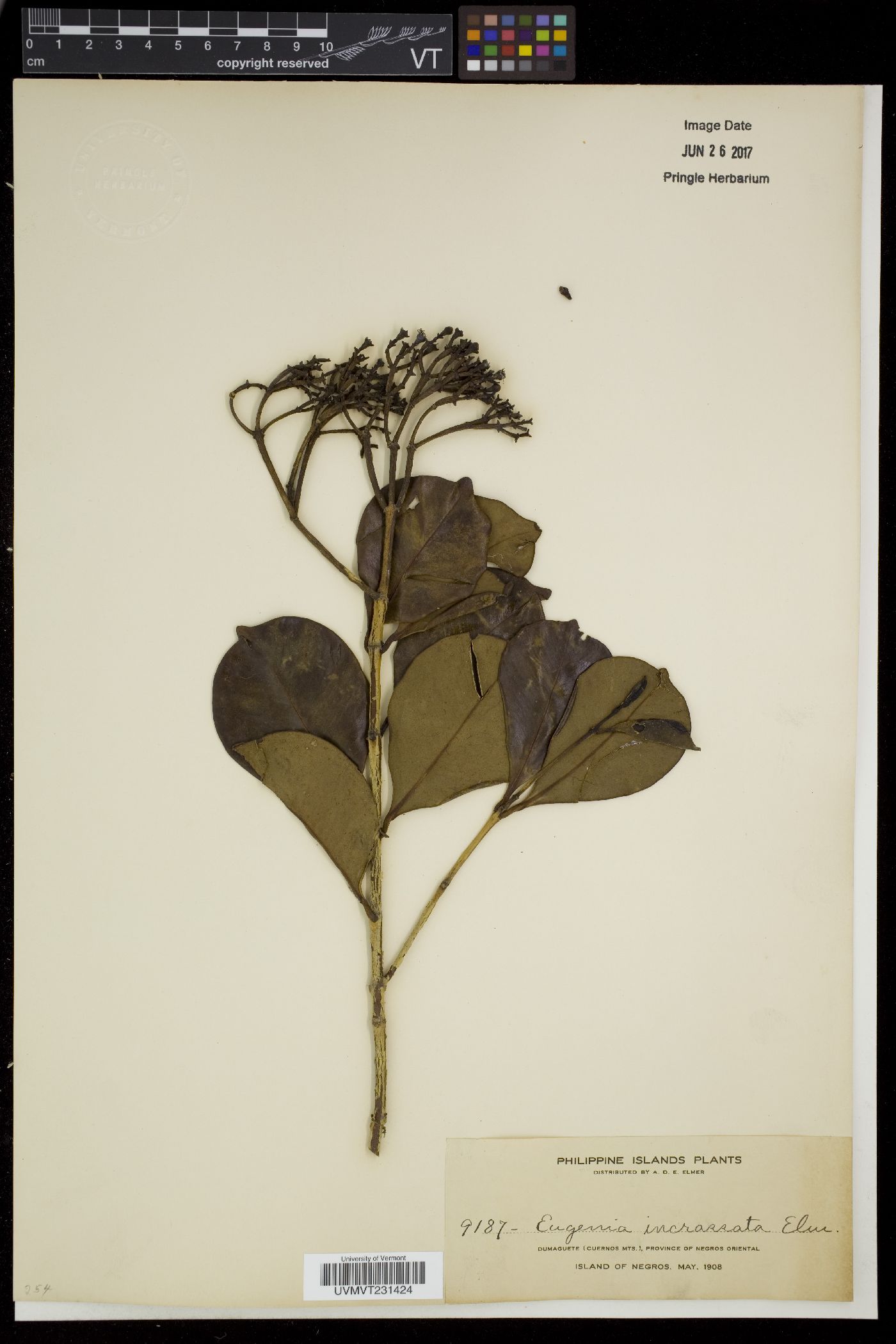 Syzygium incrassatum image