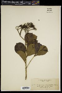 Syzygium incrassatum image