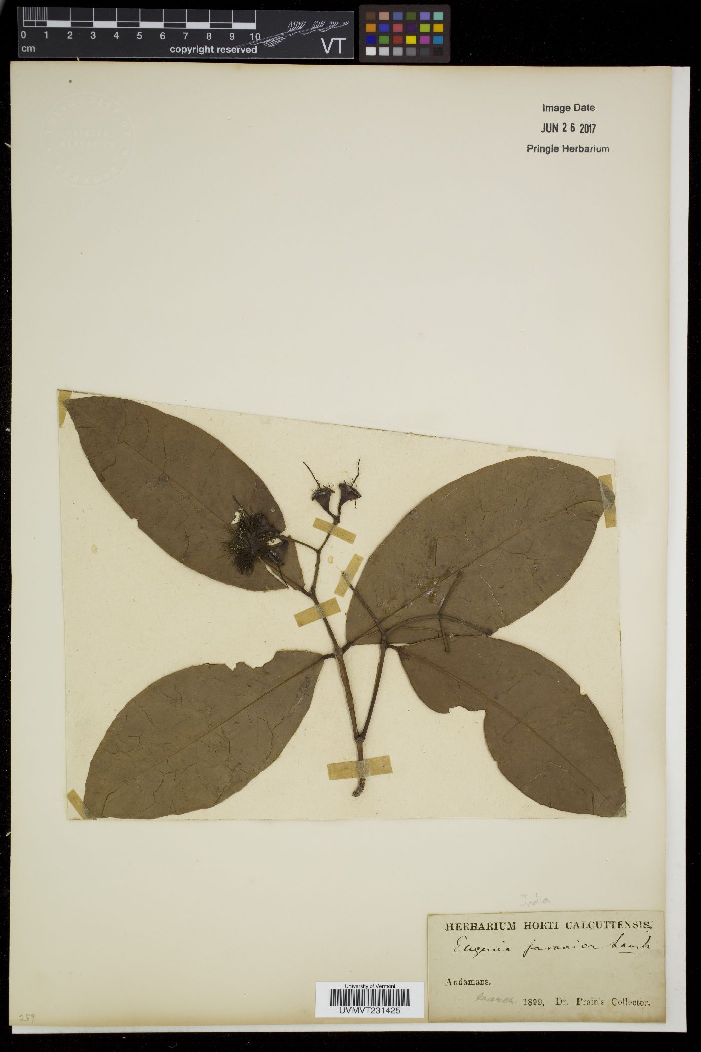 Eugenia javanica image