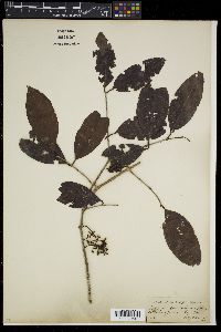 Syzygium cumini image