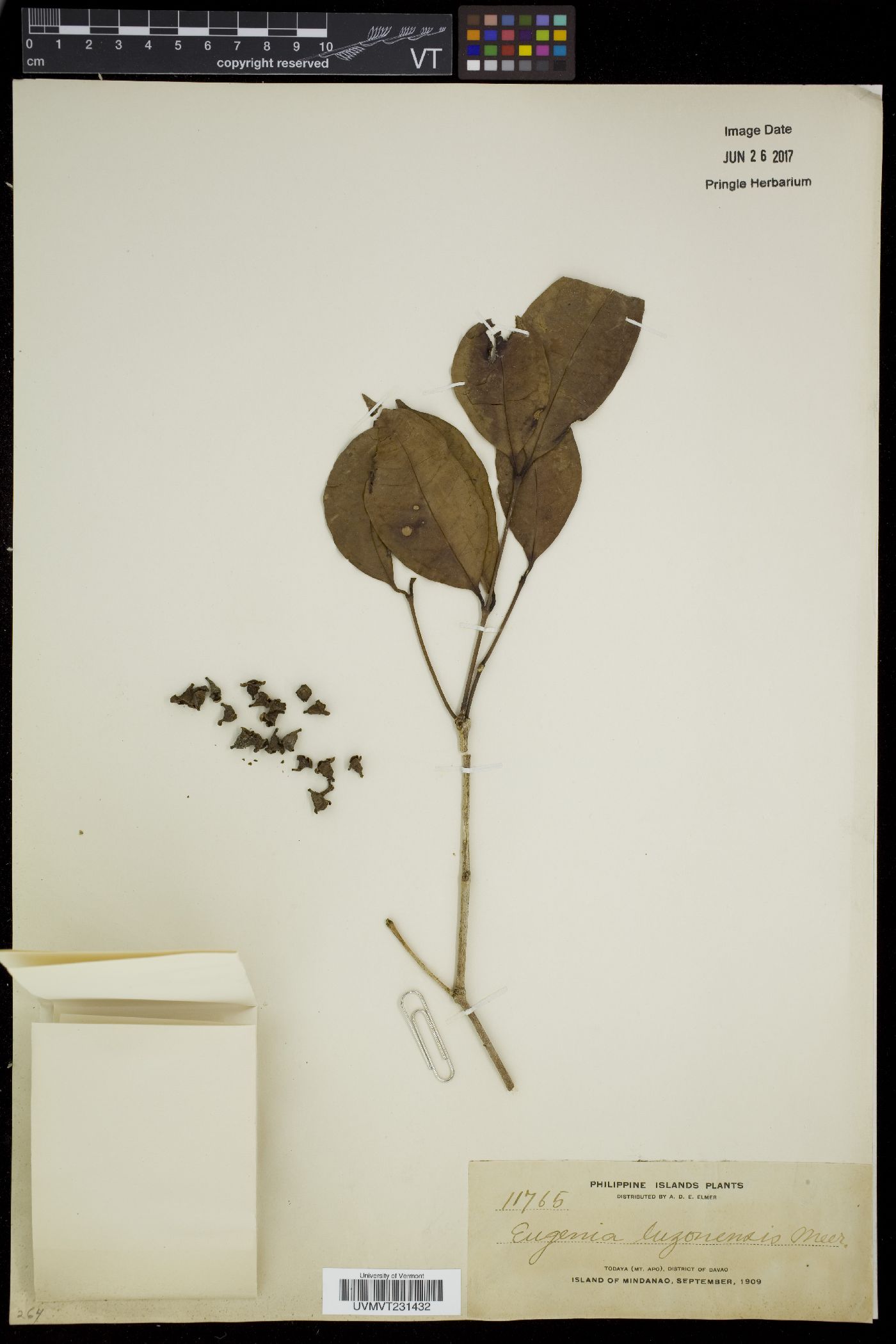 Syzygium luzonense image