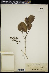 Syzygium luzonense image