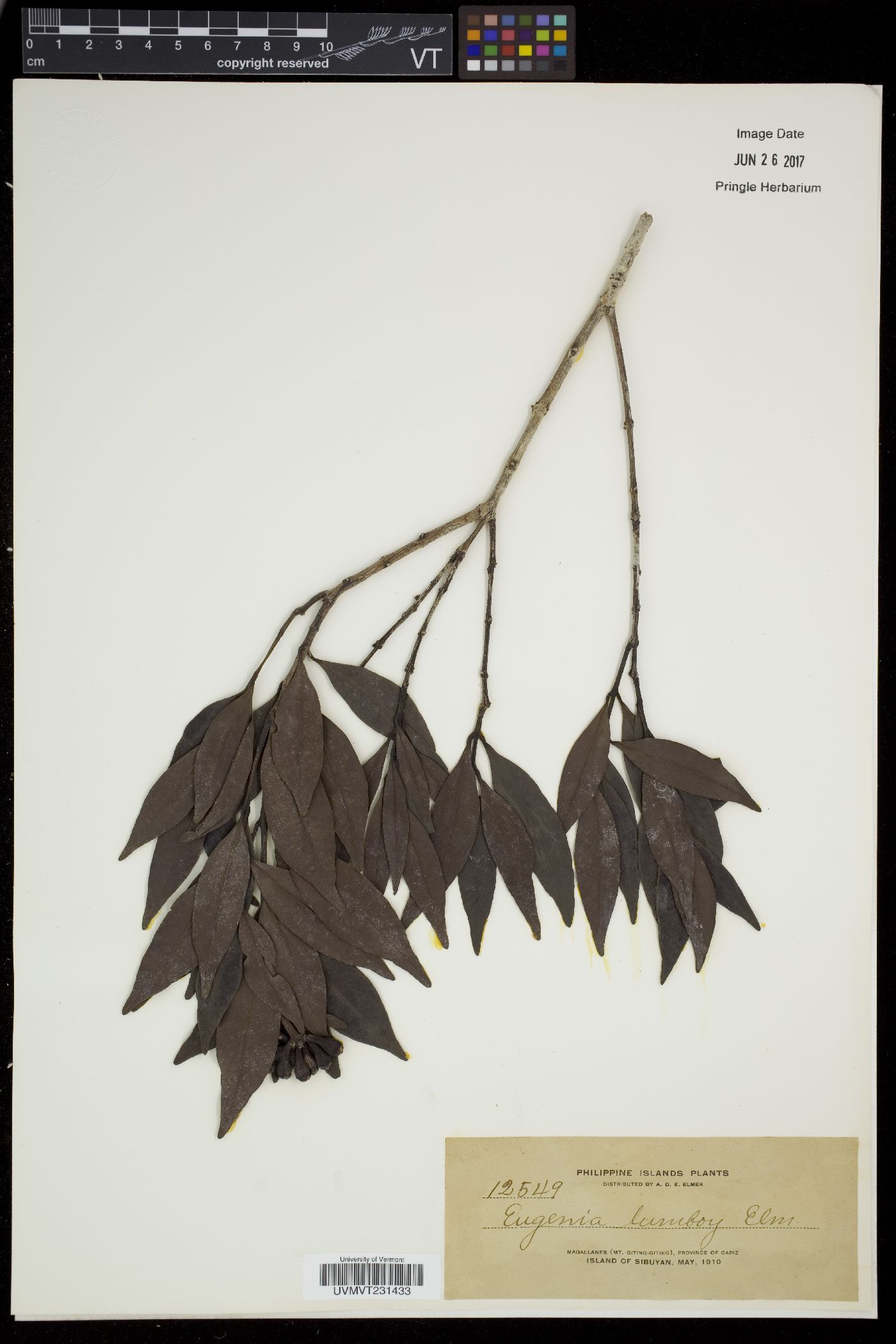 Syzygium merrittianum image