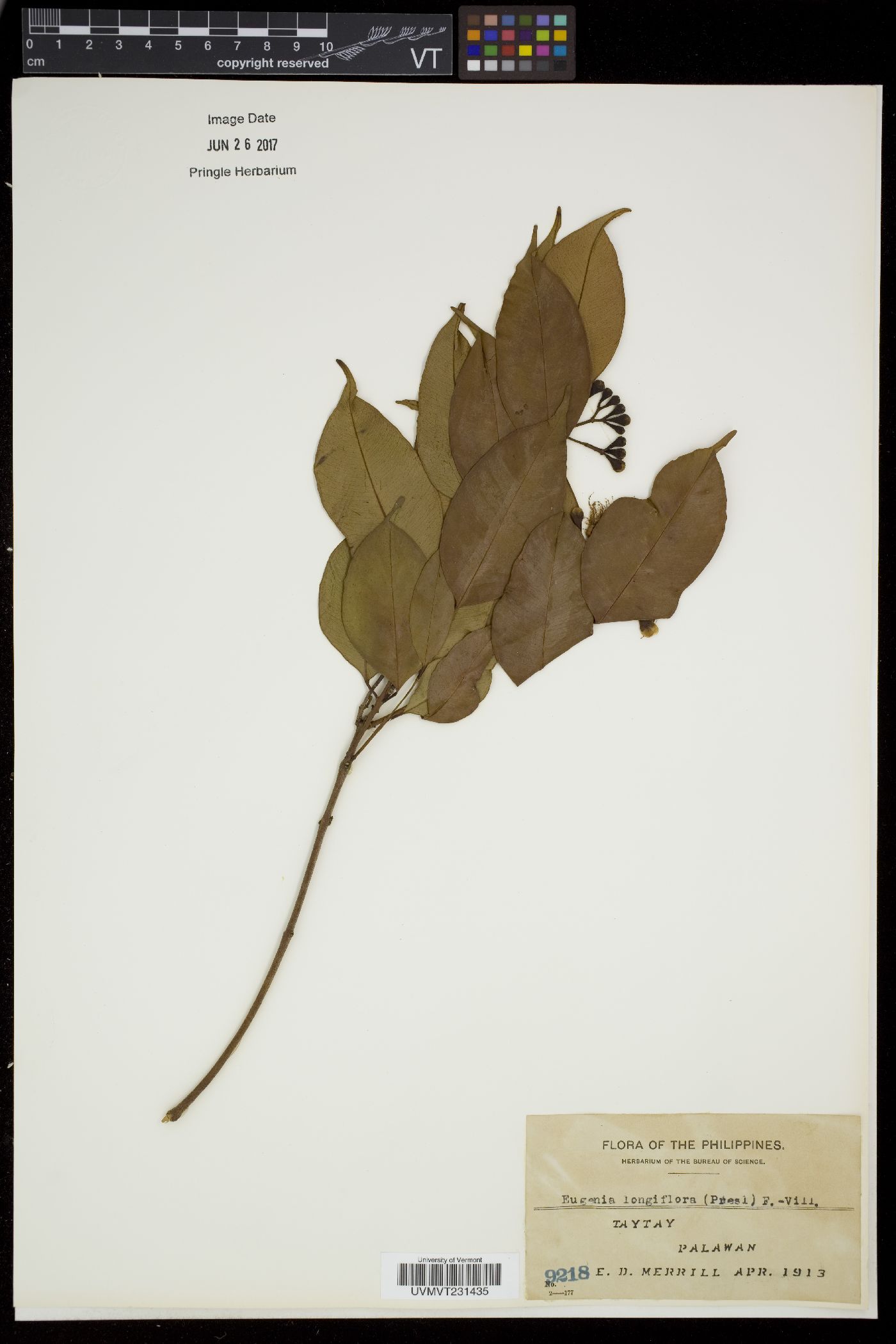 Syzygium lineatum image