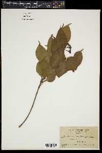 Syzygium lineatum image