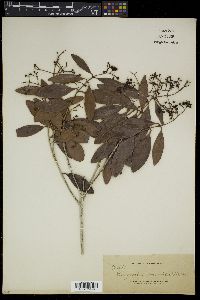 Syzygium mimicum image