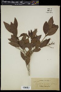 Syzygium mimicum image