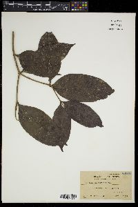 Syzygium mananquil image