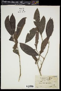 Syzygium mananquil image