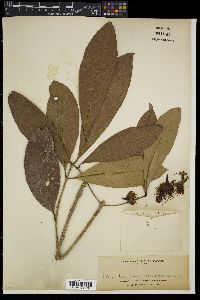 Syzygium malaccense image