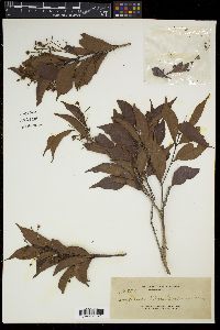 Syzygium myrtifolium image