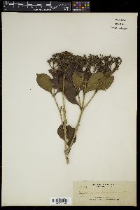 Syzygium fastigiatum image