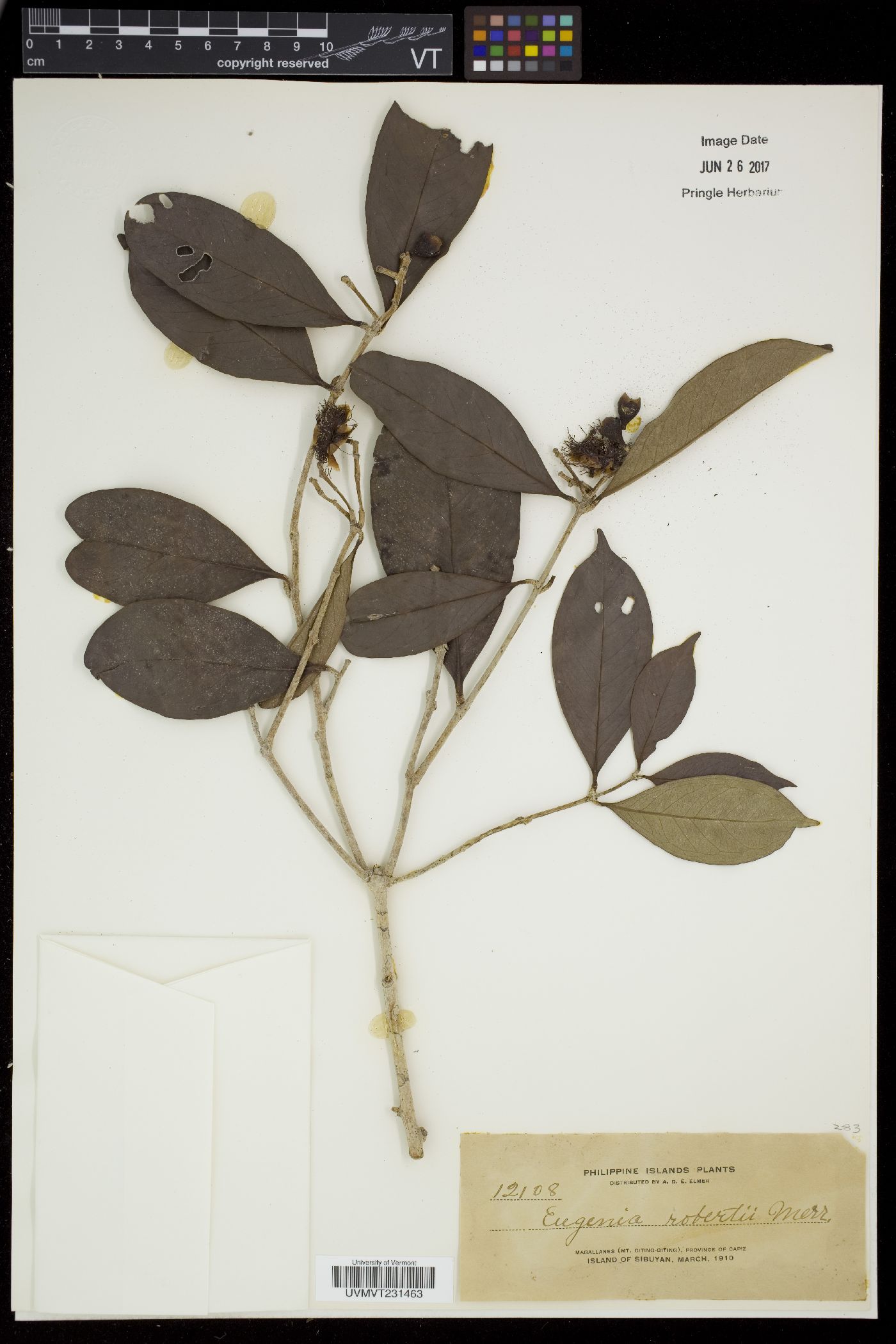 Syzygium robertii image