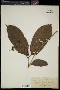 Syzygium toppingii image