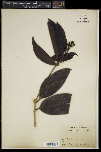 Syzygium thumra subsp. thumra image