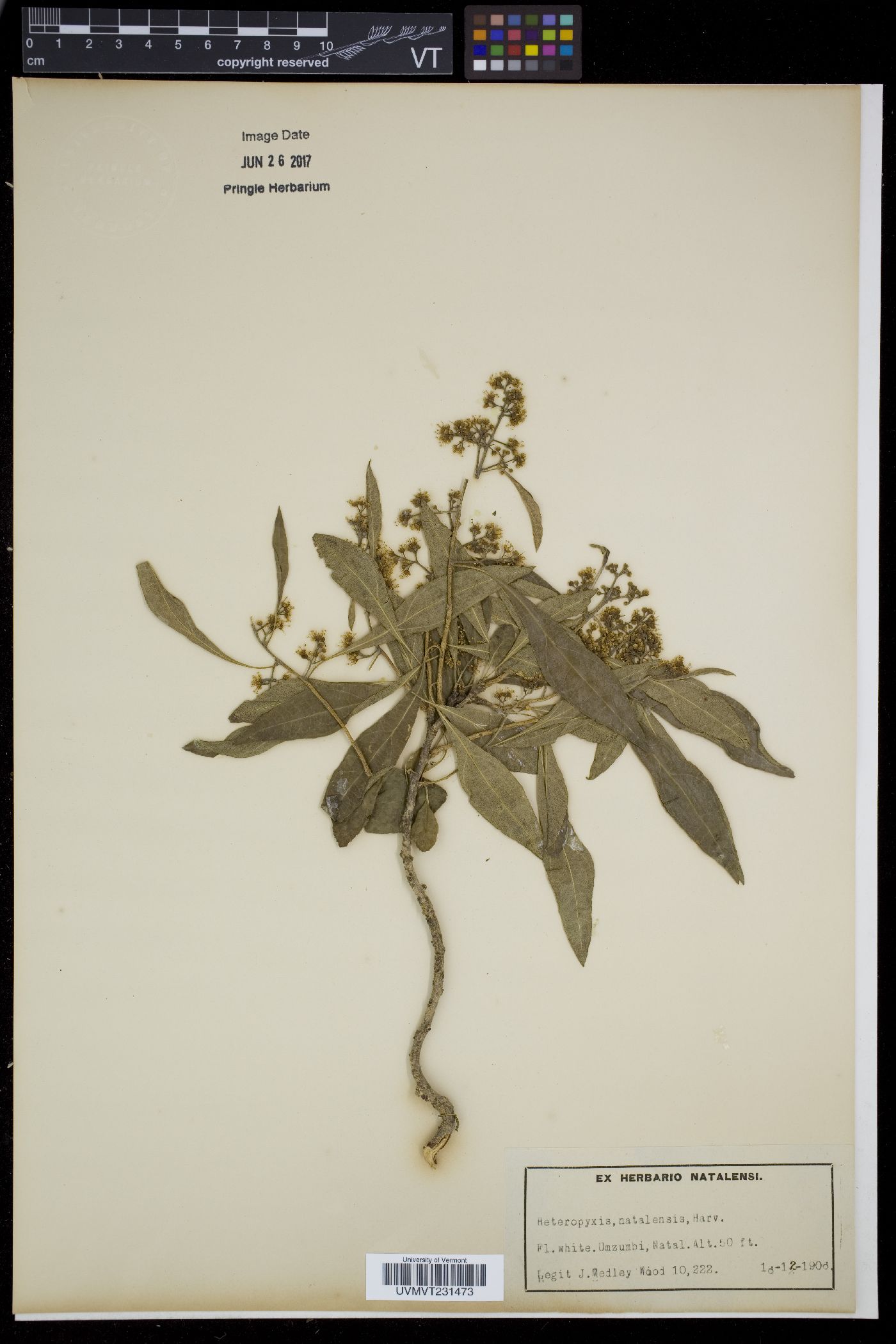 Heteropyxis image