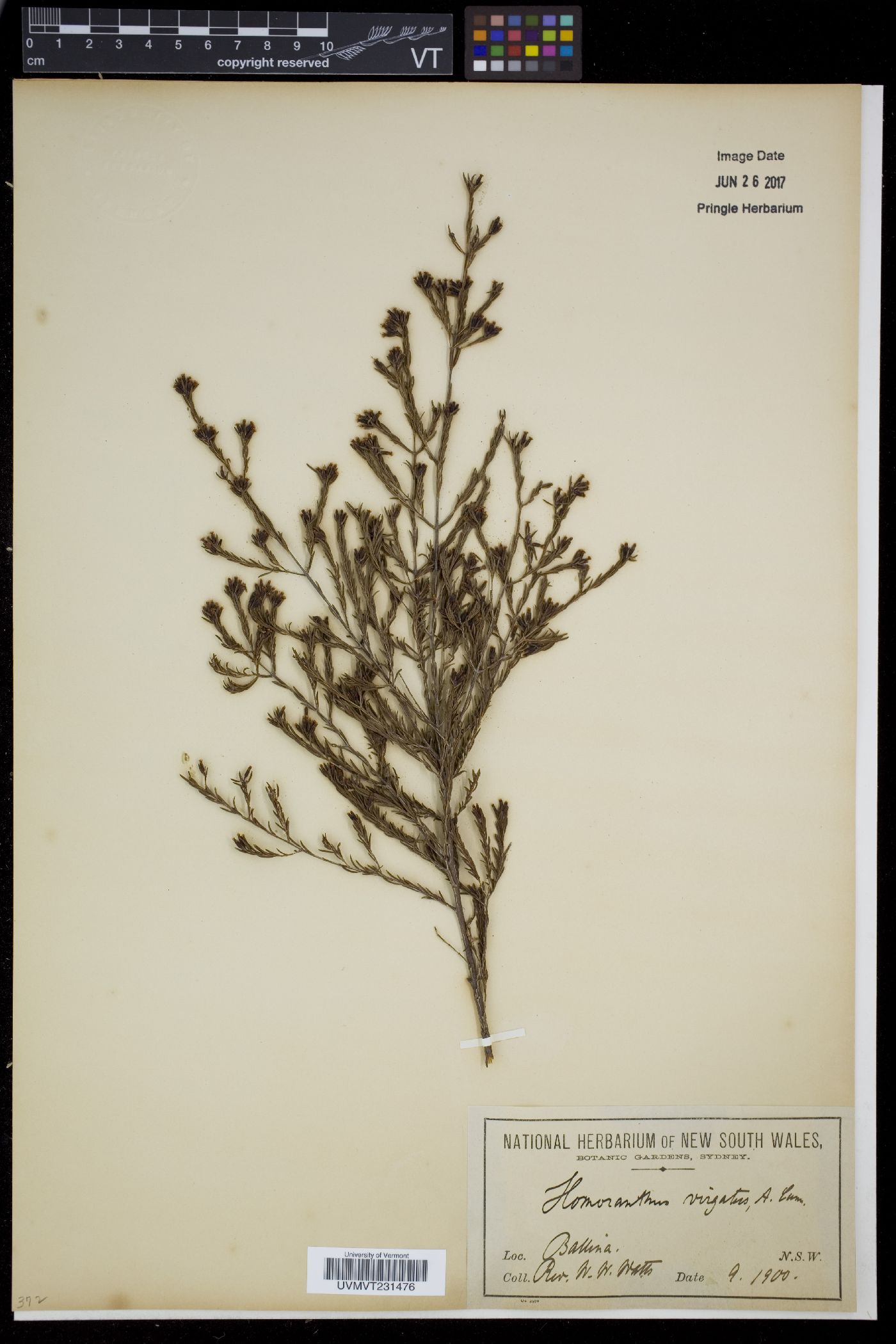 Homoranthus image
