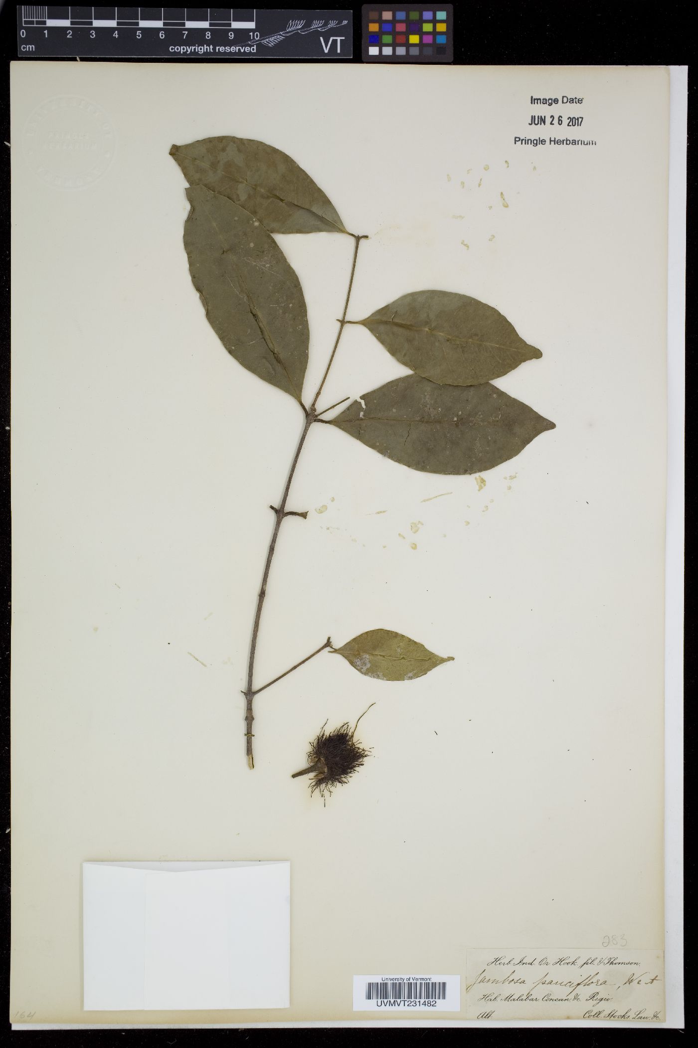 Syzygium laetum image