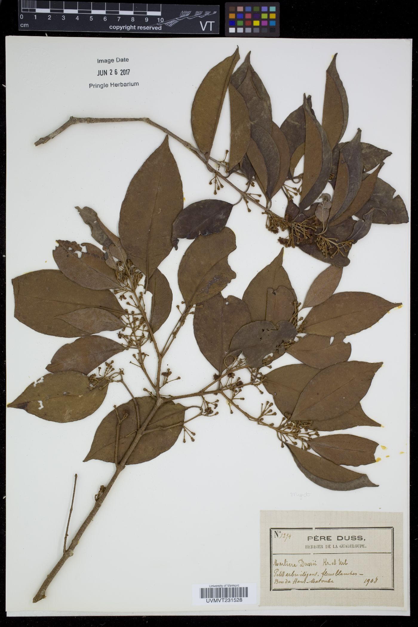 Marlieria image