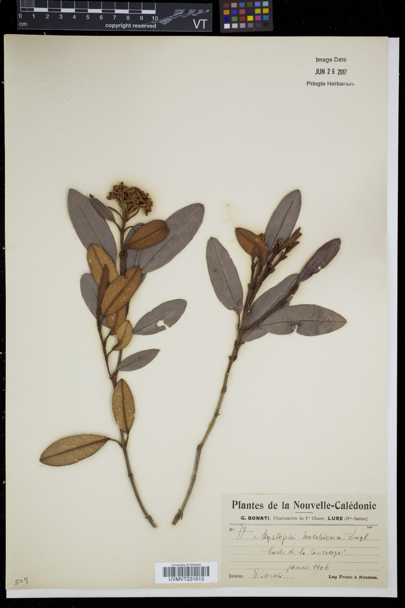 Myrtopsis image