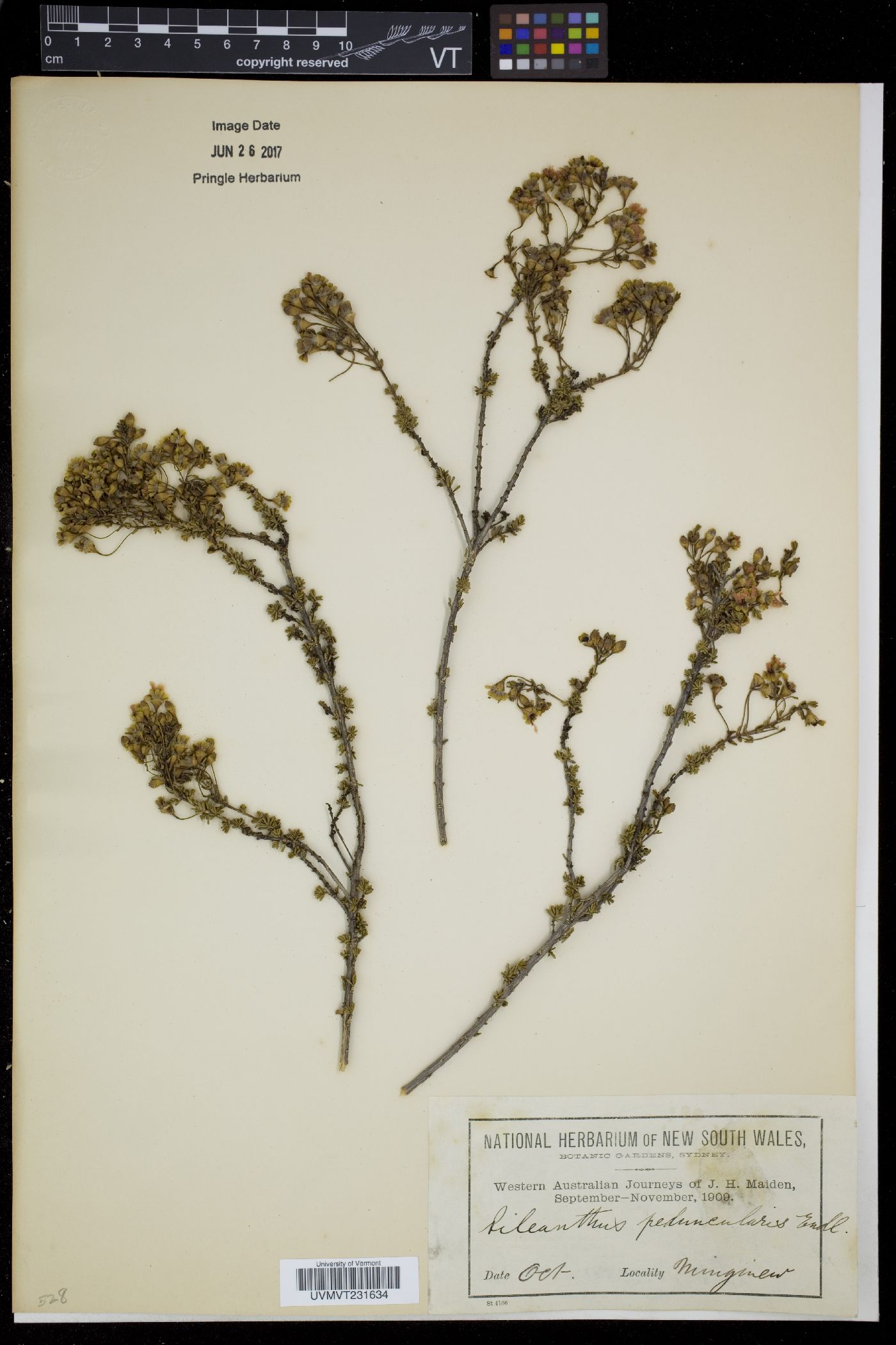 Pileanthus image