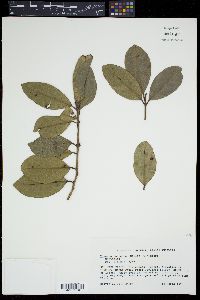 Pimenta racemosa image