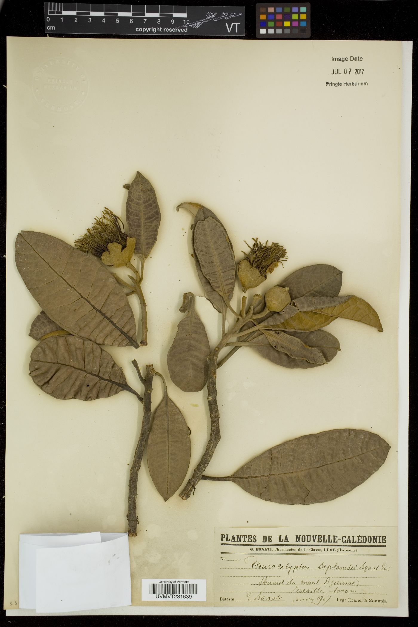 Pleurocalyptus image
